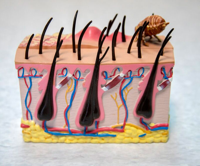 Dermatoscopio